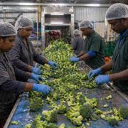 How to Start a Profitable Vegetable Processing Plant in 2026