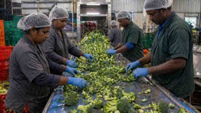 How to Start a Profitable Vegetable Processing Plant in 2026